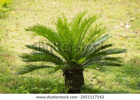 Cycas revoluta or called Sago palms is a species of gymnosperm in the family of Cycadaceae

 Royalty-Free Stock Photo #2451117143