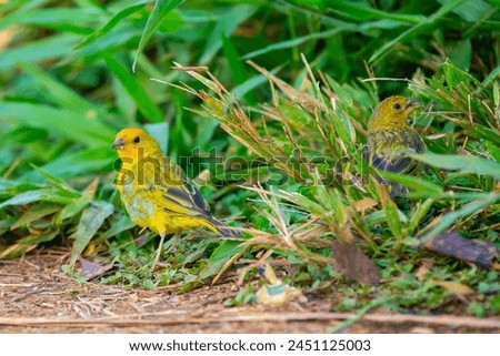 True Canary (Sicalis flaveola). "Canário da terra" bird. Royalty-Free Stock Photo #2451125003