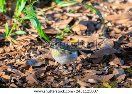 True Canary (Sicalis flaveola). "Canário da terra" bird. Royalty-Free Stock Photo #2451125007