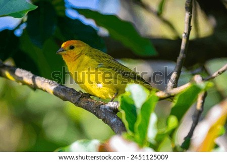 True Canary (Sicalis flaveola). "Canário da terra" bird. Royalty-Free Stock Photo #2451125009