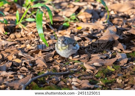 True Canary (Sicalis flaveola). "Canário da terra" bird. Royalty-Free Stock Photo #2451125011