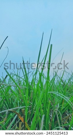 The butyfull nature in the village Royalty-Free Stock Photo #2451125413