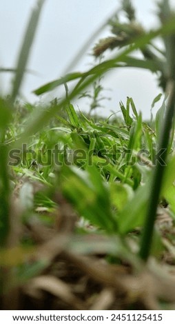 The butyfull nature in the village Royalty-Free Stock Photo #2451125415