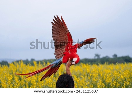 scarlet macaw bird Pets are people's friends. Bred from pet farms as family friends. Big bird, beautiful, bright colors