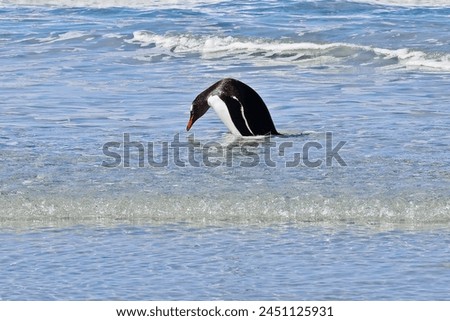 Gentoo penguin playing on Bertha’s beach Falkland Islands