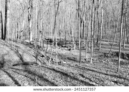 A black and white photo of the winter forest.