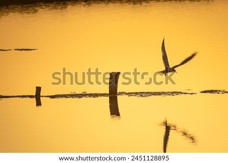 Single tern flying over the salt pond at golden sunset