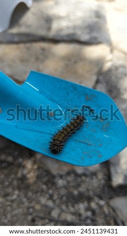 A close up picture of a buck moth Caterpillar.
