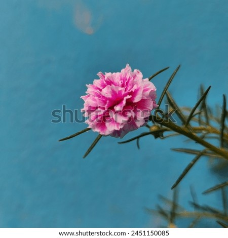 A pastel pink carnation flower