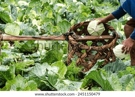 The hands of farmers harvesting cabbages, which are then collected in bamboo buckets and shipped off