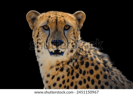Portrait cheetah isolated on black background
