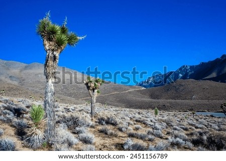 Joshua tree, palm tree yucca (Yucca brevifolia), thickets of yucca and other drought-resistant plants on the slopes of the Sierra Nevada mountains, California, USA Royalty-Free Stock Photo #2451156789