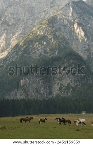 Idyllic Mountain Life: Cows and Horses in their Natural Habitat             