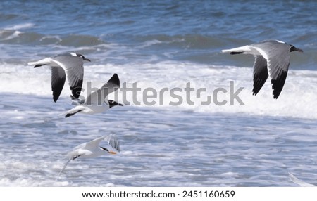 Seagull flying above the ocean waves