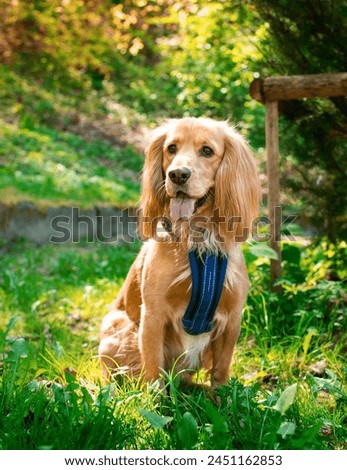 A cocker spaniel dog sits in the green grass on the background of the park. The dog has a leash collar. The dog is red in color and has fluffy fur. Hunter. The photo is blurred