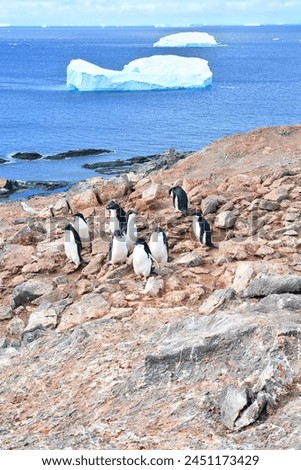 Gentoo penguin in Antarctica against the background of the landscape