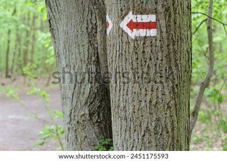 Walking trail mark or traffic sign painted on trees showing direction for hikers on hiking trails in forest in Poland, Europe