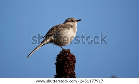                      Northern Mockingbird perched in the morning sunlight with bright blue skies providing the background at Shelter Cove on Hilton Head Island.          
