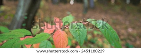 Autumn green, yellow, red leaves in the foreground, beautiful autumn forest, autumn picture, stock photo