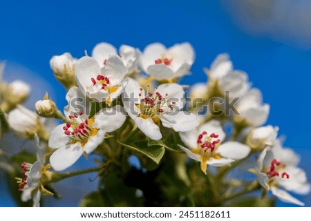 white tree blossoms with pink red stems