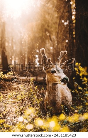 Graceful Encounters: Deer at Yosemite National Park in 4K image