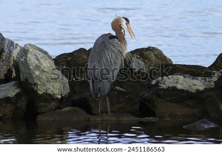 A great blue heron stands majestically on rocks at the edge of water, its feathers ruffled slightly by the breeze. In its beak, the heron is downing a small fish from a successful hunt.