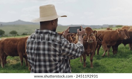 Black man, farmer and photography with cows for picture, memory or capture of livestock in countryside. Rear view of African male person taking photograph of cattle for agriculture or growth on farm