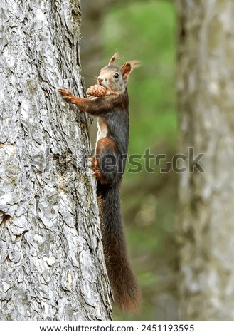 Common squirrel on a pine tree, in the Cazorla, Segura and Las Villas natural park.