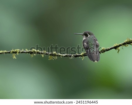 Speckled Hummingbird on mossy stick on green background