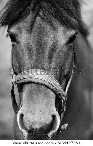 Black and white picture of horse head.