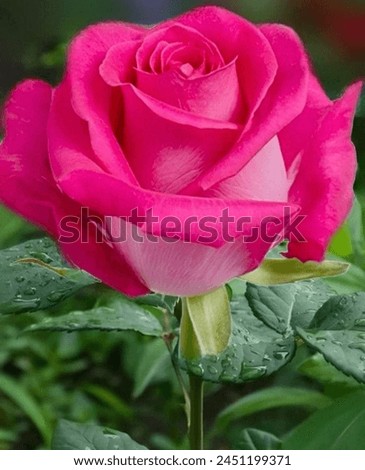 image of beautiful pink rose with green leaves.