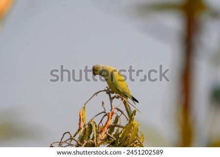 beautiful photograph red beaked parakeet parrot green bird perched top of tree branch arboreal wildlife photography india Kerala sanctuary habitat portrait background blur wallpaper isolated staring