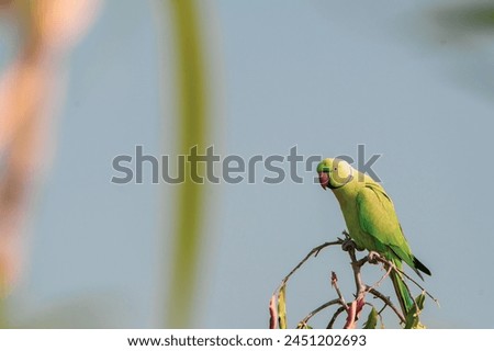 beautiful photograph red beaked parakeet parrot green bird perched top of tree branch arboreal wildlife photography india Kerala sanctuary habitat portrait background blur wallpaper isolated staring