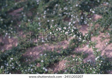 A portrait   photo of a flowering plant called cotoneaster   in a park in a greek town 