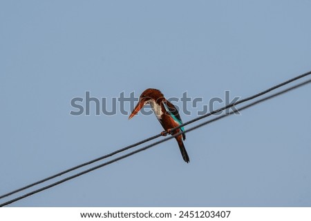 beautiful photograph white throated blue king fisher  bird perched top tree branch arboreal wildlife photography india Kerala sanctuary habitat portrait background blur wallpaper isolated staring
