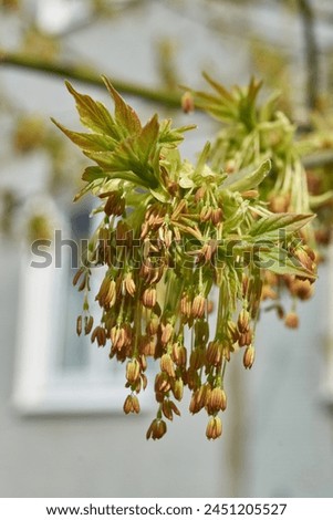 The ash-leaved maple blooms, or American maple (lat. Acer negundo), inflorescences dissolve. Spring. Royalty-Free Stock Photo #2451205527
