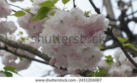 Kanzan cherry aka Kwanzan cherry: The Pink explosion of Spring delight. Prunus serratula cultivar. Japanese beautiful flowers