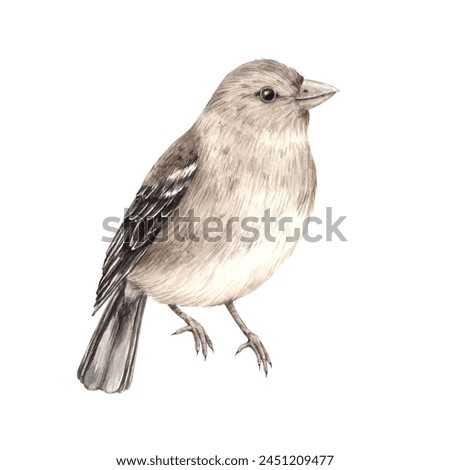 Realistic gray bird - finch. Isolated watercolor illustration in realistic style. Compositions for the interior, cards, wedding design, invitations, textiles, stickers, ceramics, corporate identity.