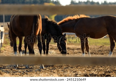 Group of young horses grazing grass at ranch.