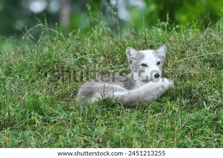 Arctic Fox in summer coat lying on grass showing bushy tail Royalty-Free Stock Photo #2451213255