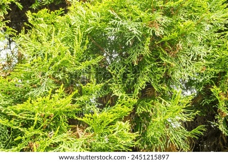Green branches of thuja, spring landscape. Green background, Spring photo.