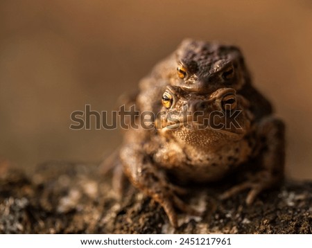 amplexus in tailless amphibians, mating of a common toad, male toad holding a female, copulation, bufo bufo, mating season, amphibian migrations, male and female, reproduction, biology