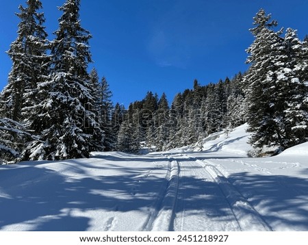 Excellently arranged and cleaned winter trails for walking, hiking, sports and recreation in the area of the tourist resorts of Valbella and Lenzerheide in Swiss Alps - Canton of Grisons, Switzerland