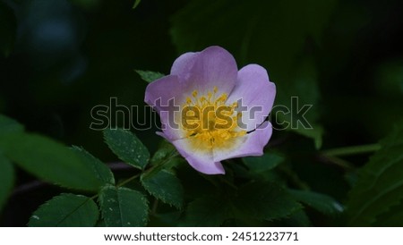 Wild floral beauty: Exploring the enchanting Dog rose flowers (Rosa canina) blossoms in the countryside. Spring season