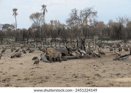 Dead elephant being fed on by hyaenas and vultures