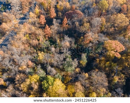 Aerial top down of colorful leaves on tress in fall in suburban Ardmore Philadelphia Pennsylvania USA