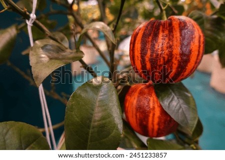Two oranges with stripes on them are hanging from a tree. The oranges are ripe and ready to be picked