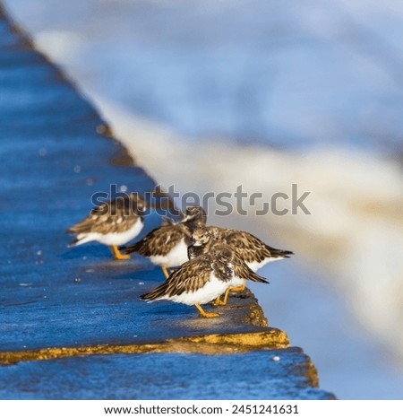 Small gathering (five) of turnstones on a seawall. Royalty-Free Stock Photo #2451241631