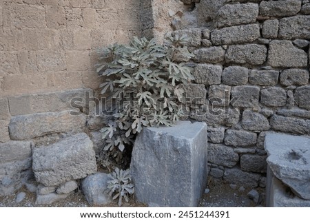 Ficus carica grows in August among ancient ruins on Acropolis of Lindos. The fig is the edible fruit of Ficus carica, a species of small tree in the flowering plant family Moraceae. Rhodes Island Royalty-Free Stock Photo #2451244391