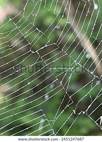 Spiderweb up close, Loblolly park, Gainesville, FL Royalty-Free Stock Photo #2451247687